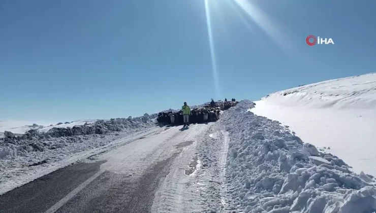 Muş’ta Erken Yağan Kar 2 Bin Koyunun Mahsur Kalmasına Neden Oldu